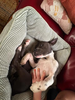 View Roz the Dog Photo #2