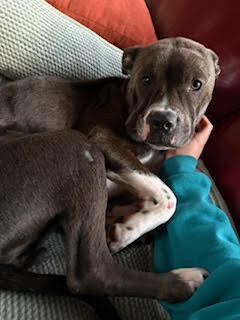 View Roz the Dog Photo #9