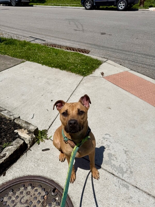 View Randall Boggs the Dog Photo #10