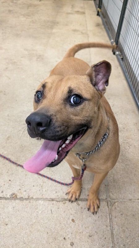 View Randall Boggs the Dog Photo #4