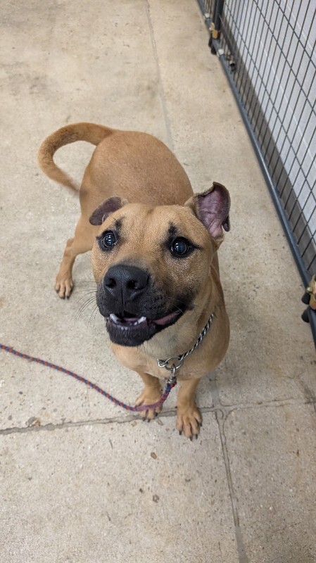 View Randall Boggs the Dog Photo #3