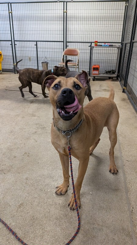 View Randall Boggs the Dog Photo #2