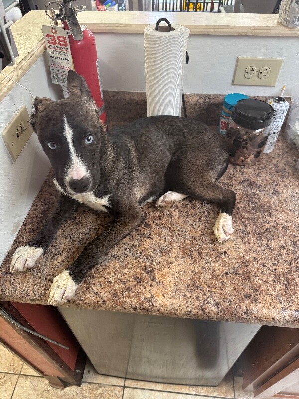 View Tampa the Dog Photo #2