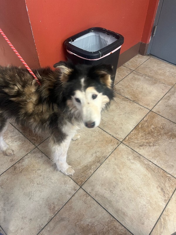 View Topher the Dog Photo #5