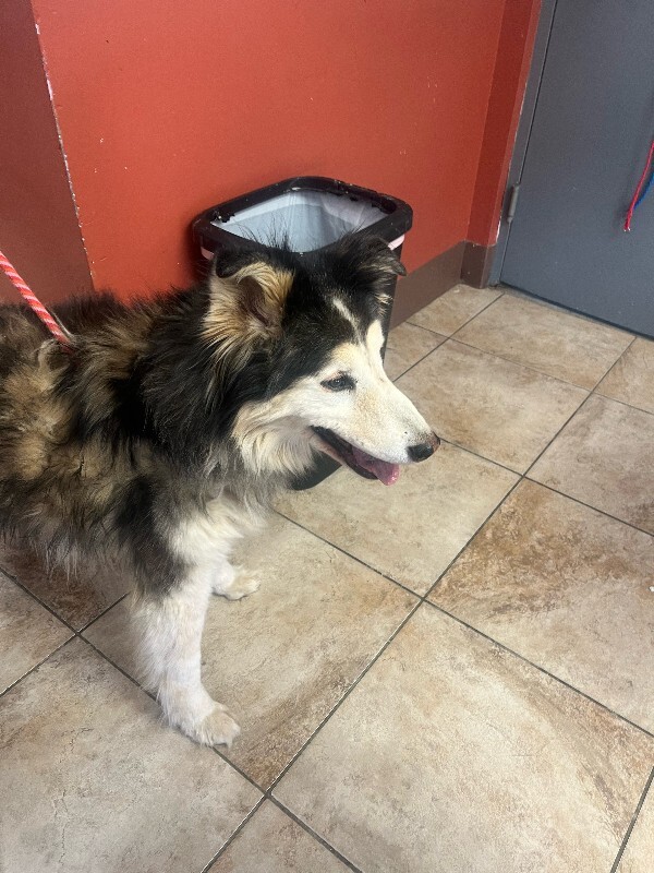 View Topher the Dog Photo #6