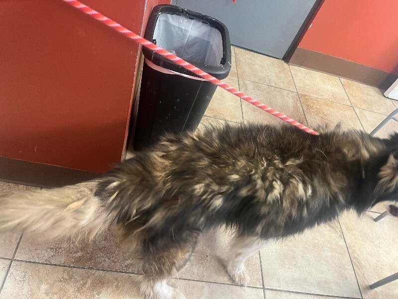 View Topher the Dog Photo #7