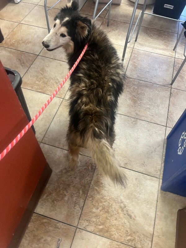 View Topher the Dog Photo #8