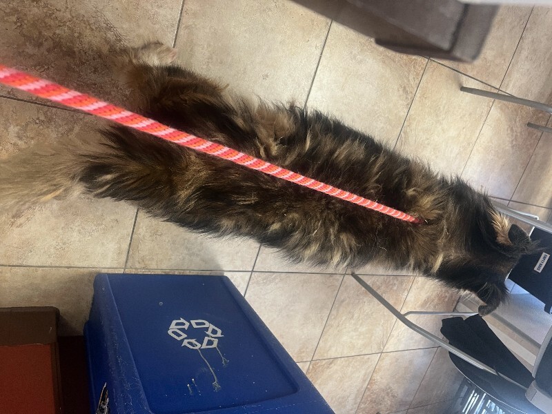 View Topher the Dog Photo #4