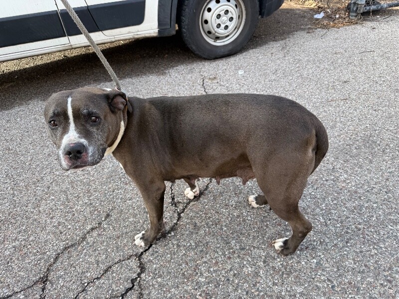 View Nosi the Dog Photo #2