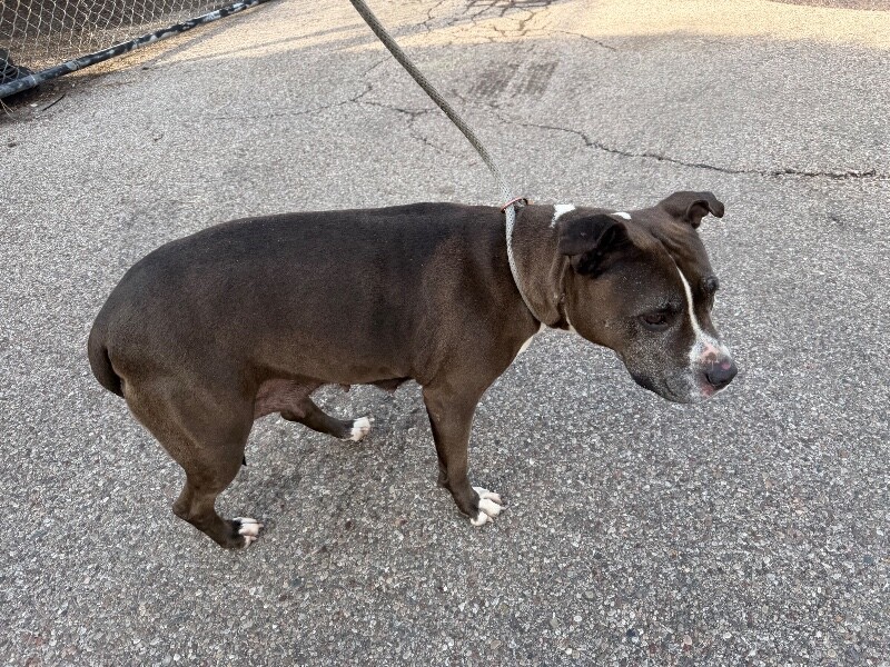 View Nosi the Dog Photo #4