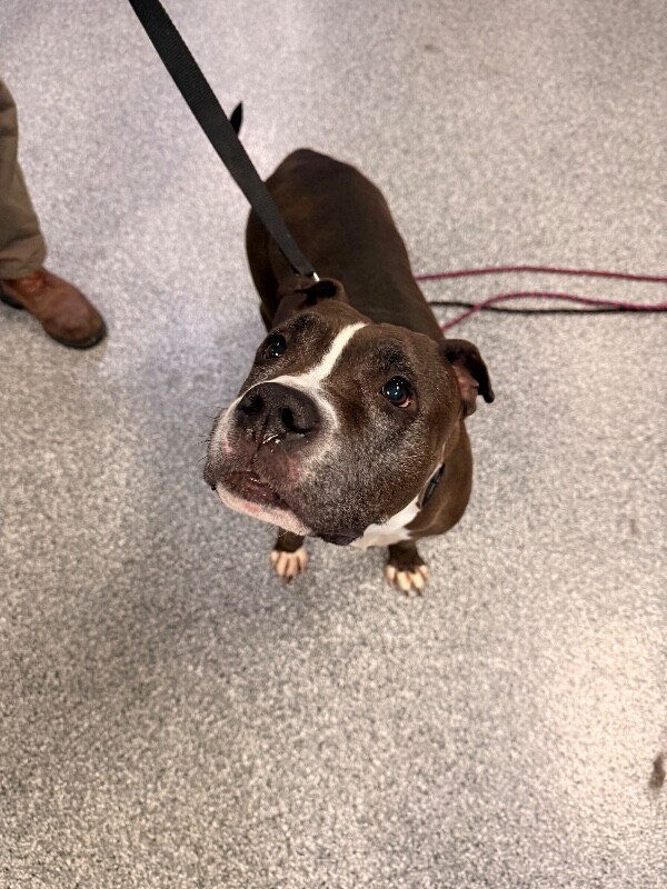 View Nosi the Dog Photo #5