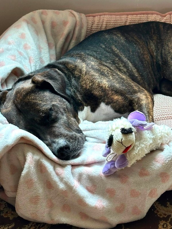 View Totoro the Dog Photo #19