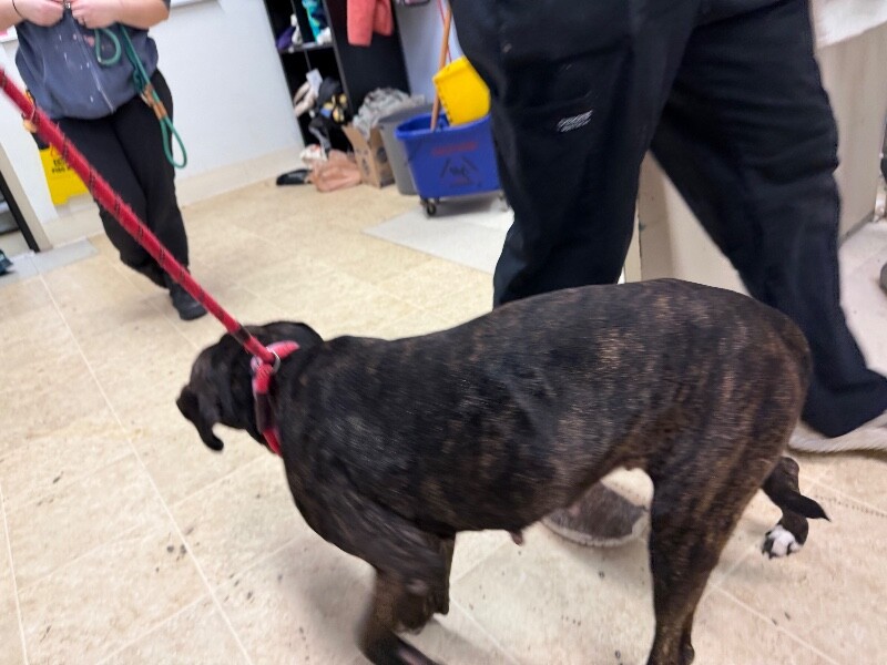 View Totoro the Dog Photo #2