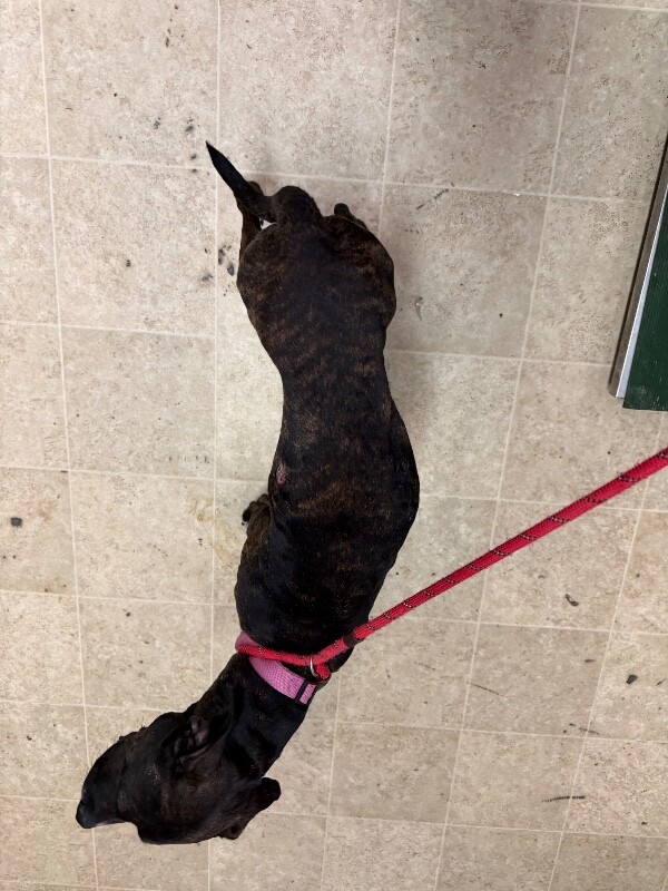 View Totoro the Dog Photo #4