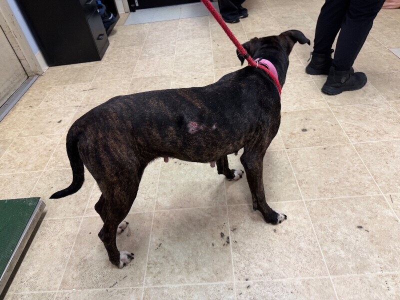 View Totoro the Dog Photo #3