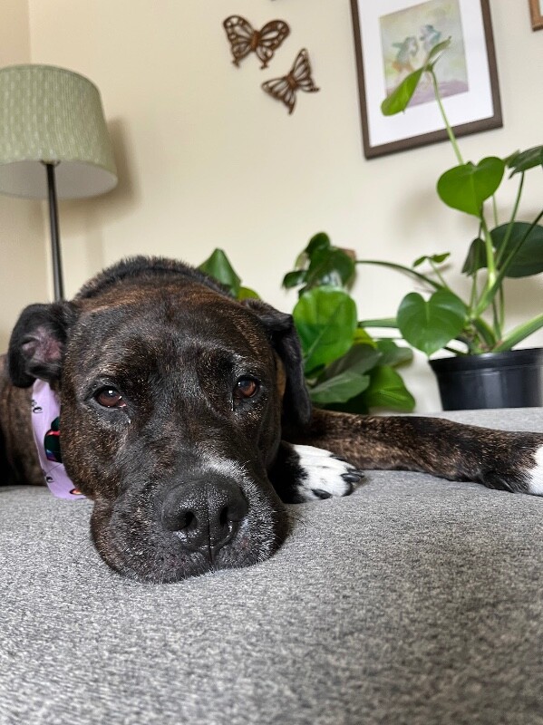 View Totoro the Dog Photo #6