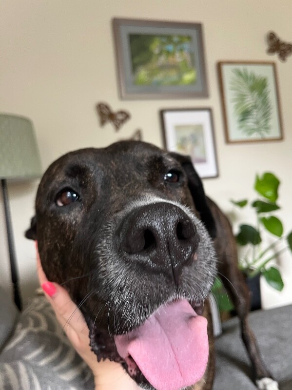View Totoro the Dog Photo #8