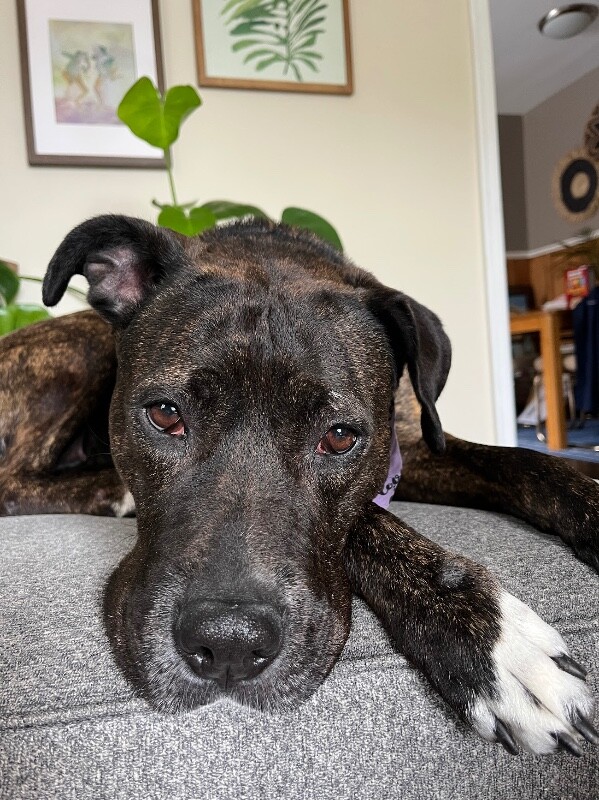 View Totoro the Dog Photo #8