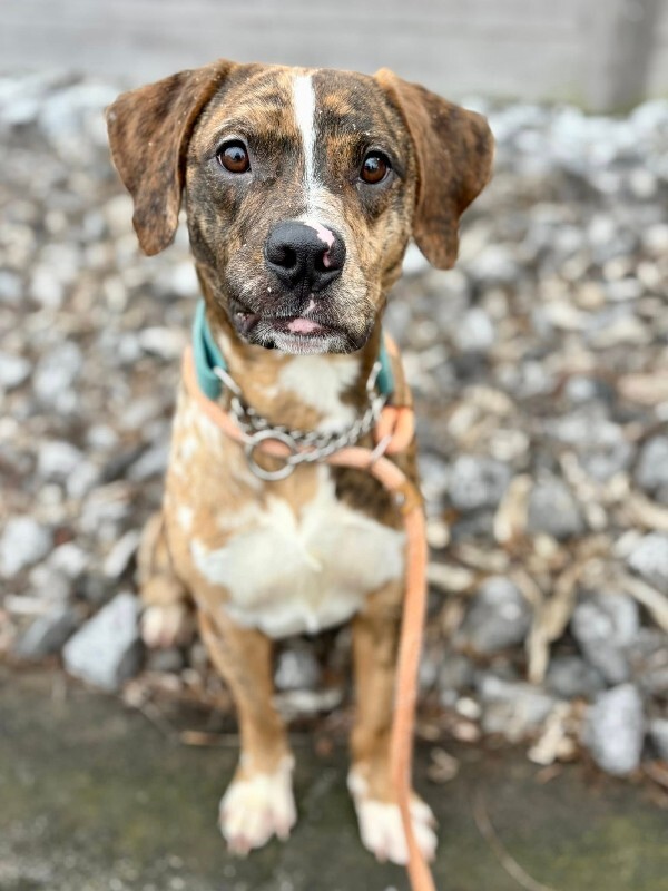 View Khalil the Dog Photo #2