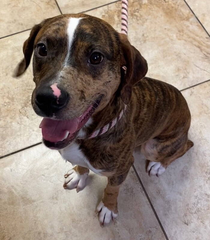 View Khalil the Dog Photo #8