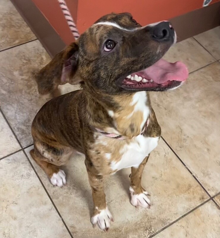 View Khalil the Dog Photo #9