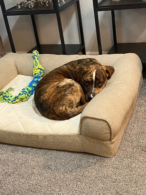 View Khalil the Dog Photo #6