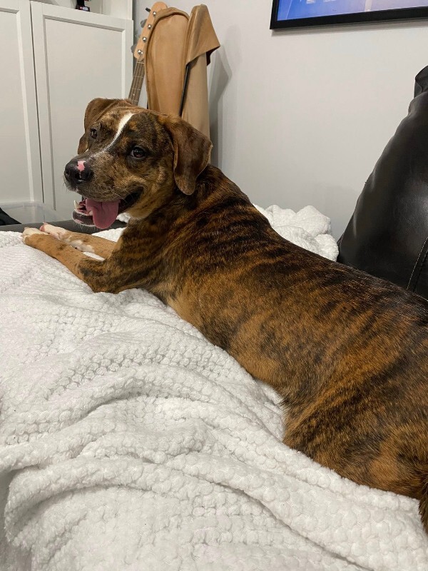 View Khalil the Dog Photo #4