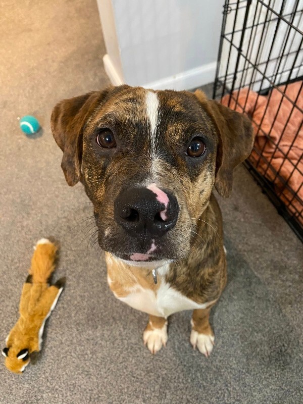 View Khalil the Dog Photo #5