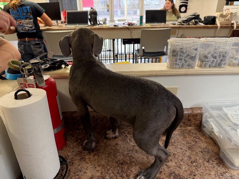 View Sour Berry the Dog Photo #4