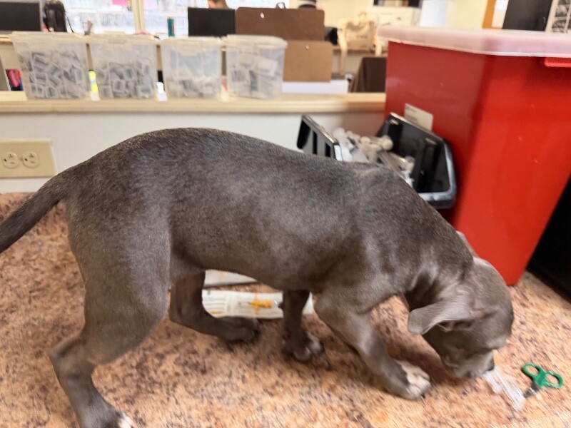 View Sour Berry the Dog Photo #2