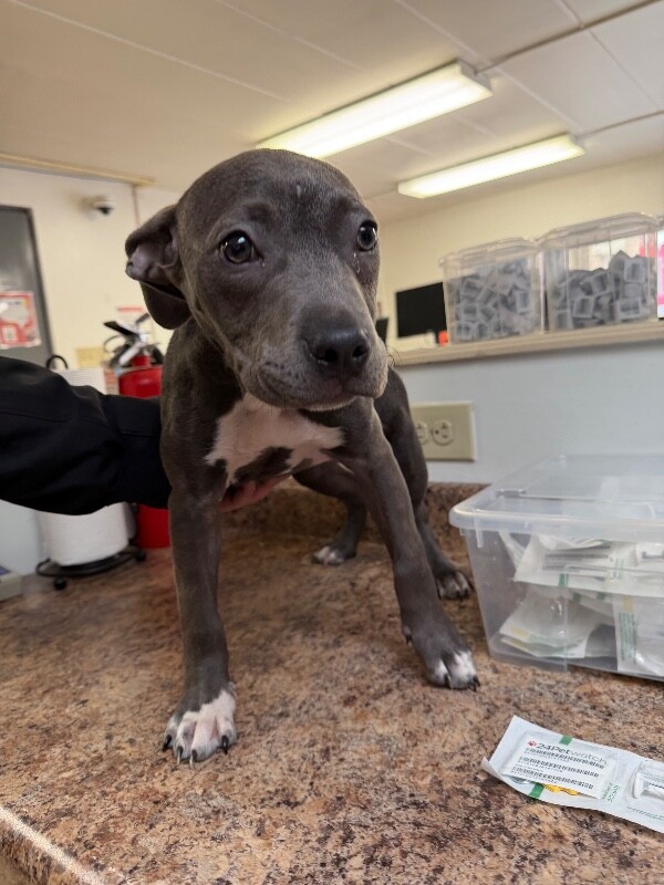 Learn More About Sour Berry IMG 0950