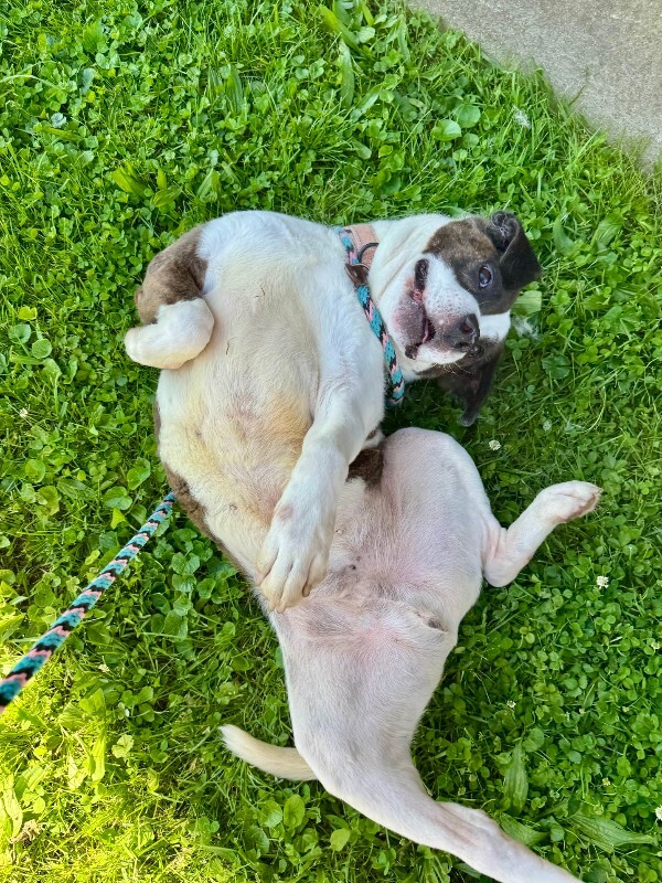 View Wesley the Dog Photo #4