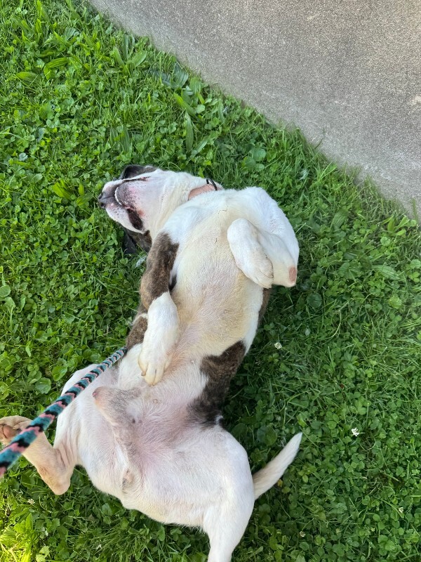View Wesley the Dog Photo #20