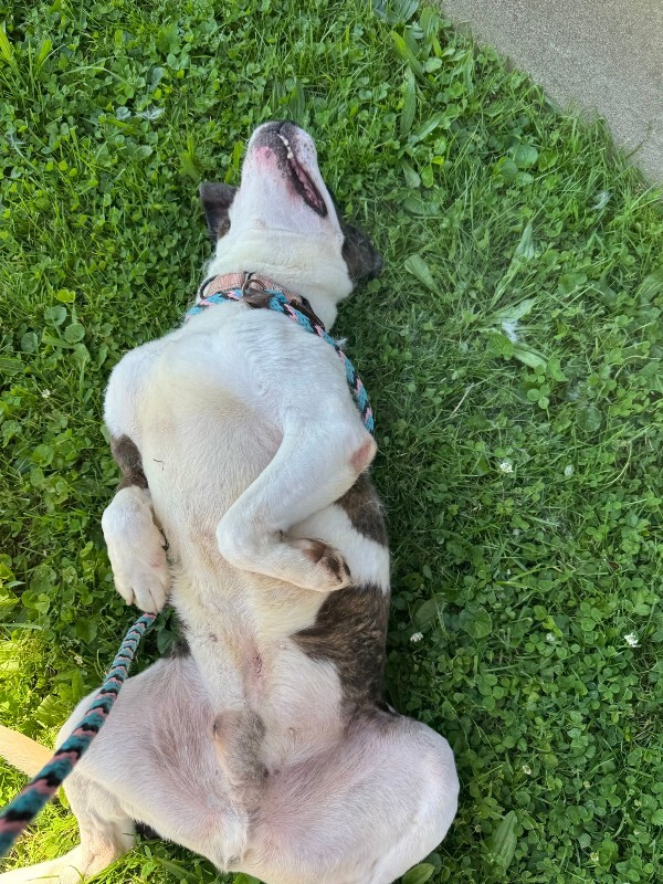 View Wesley the Dog Photo #18