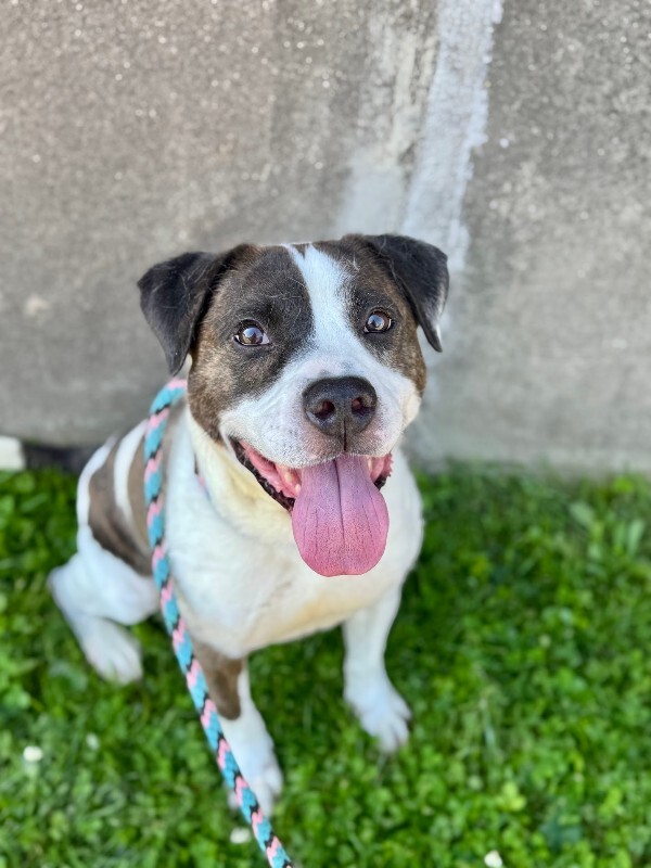 Learn More About Wesley Wesley - Dog