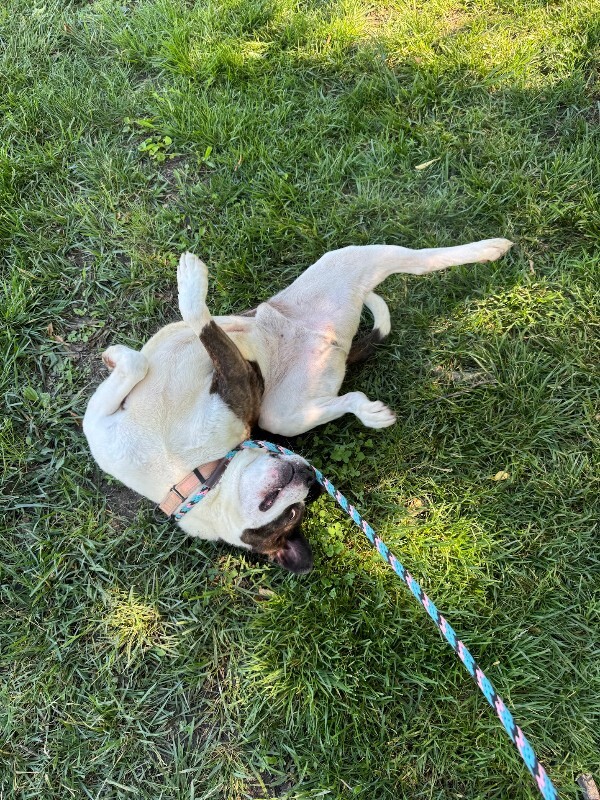 View Wesley the Dog Photo #19