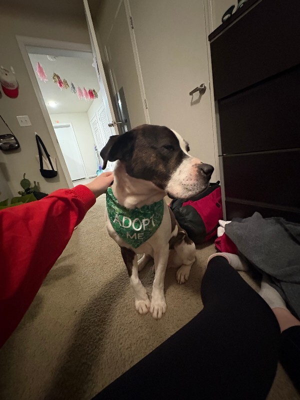 View Wesley the Dog Photo #5