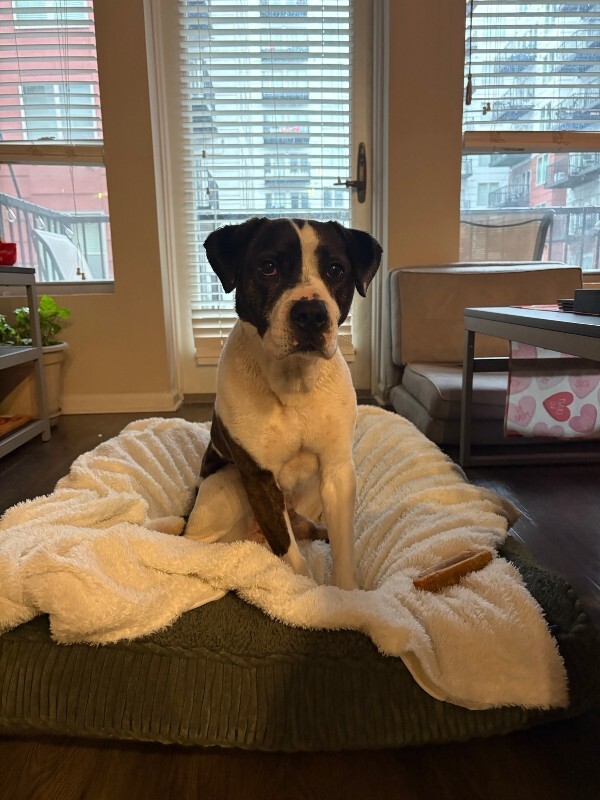 View Wesley the Dog Photo #2