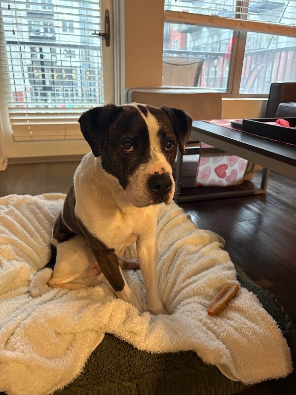 View Wesley the Dog Photo #4