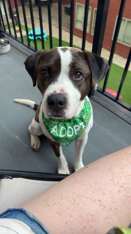 View Wesley the Dog Photo #11