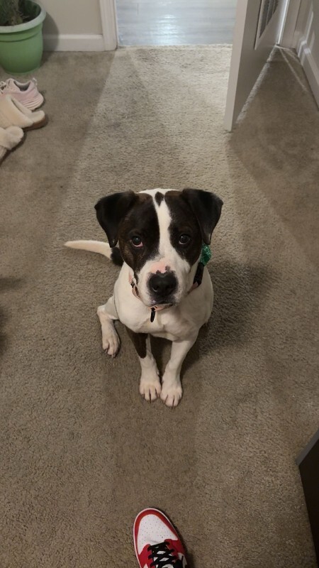 View Wesley the Dog Photo #3