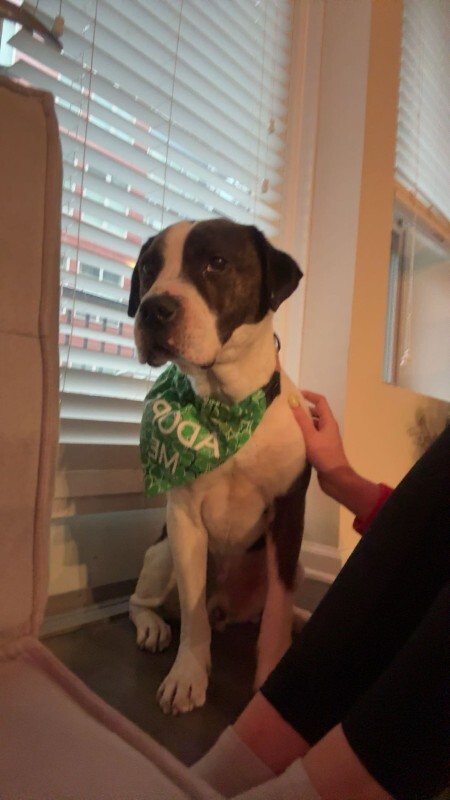 View Wesley the Dog Photo #6