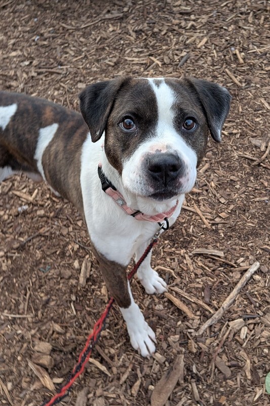 View Wesley the Dog Photo #8