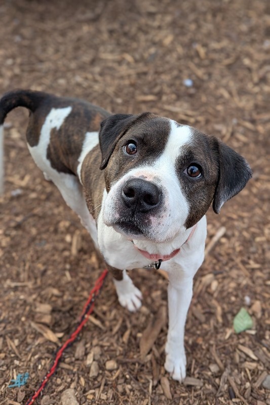 View Wesley the Dog Photo #7