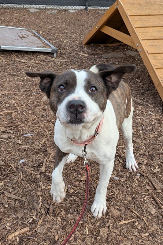 View Wesley the Dog Photo #9