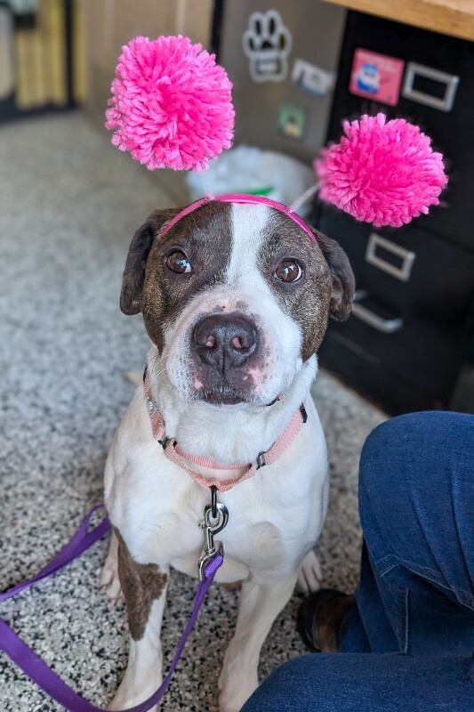 View Wesley the Dog Photo #10