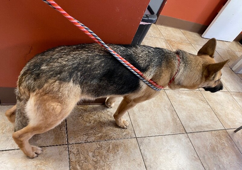 View Dazzle the Dog Photo #2