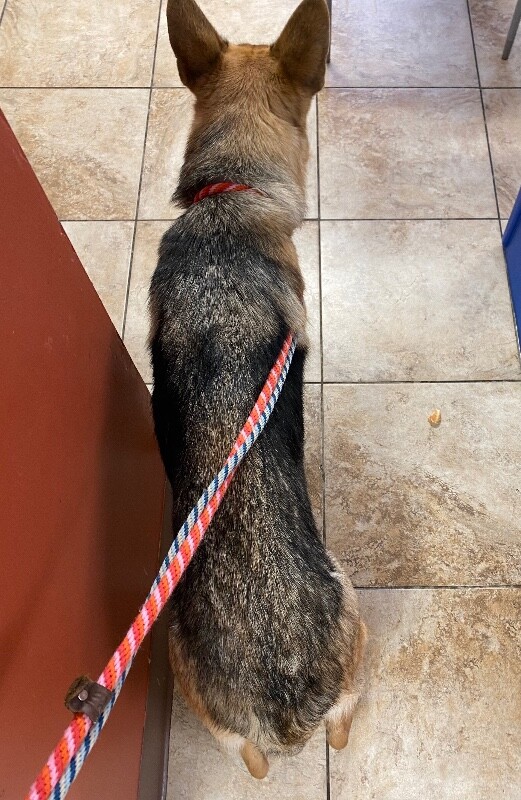 View Dazzle the Dog Photo #4