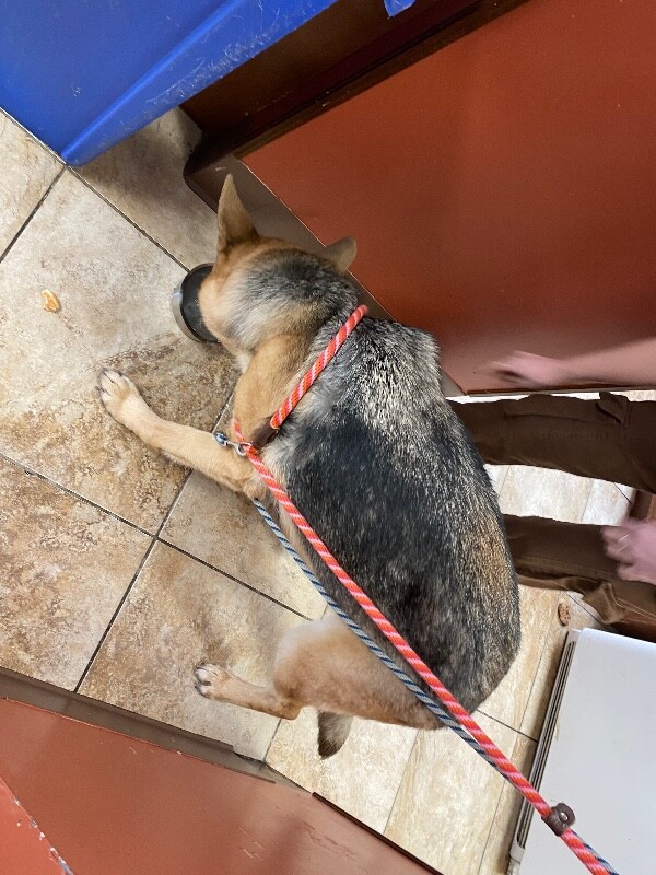 View Dazzle the Dog Photo #3