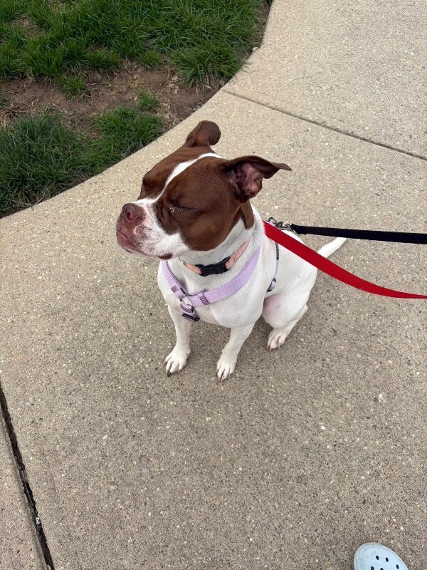 View Lovey the Dog Photo #13